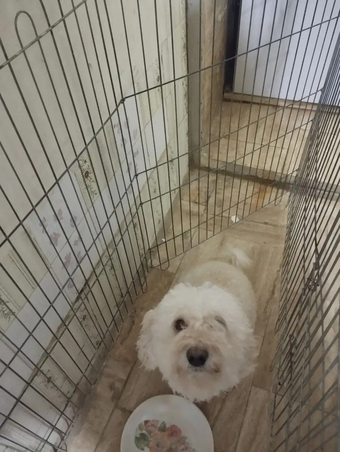 سگ پودل|سگ|تهران, ترمینال غرب|دیوار