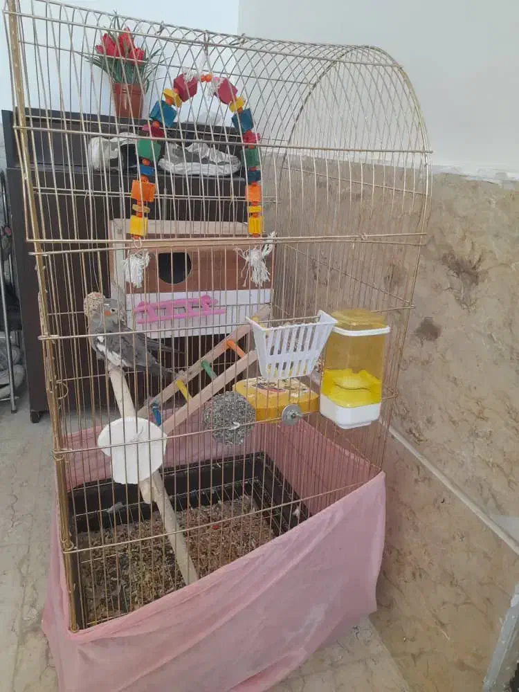 عروس هلندی با قفس|پرنده|کوهدشت, |دیوار