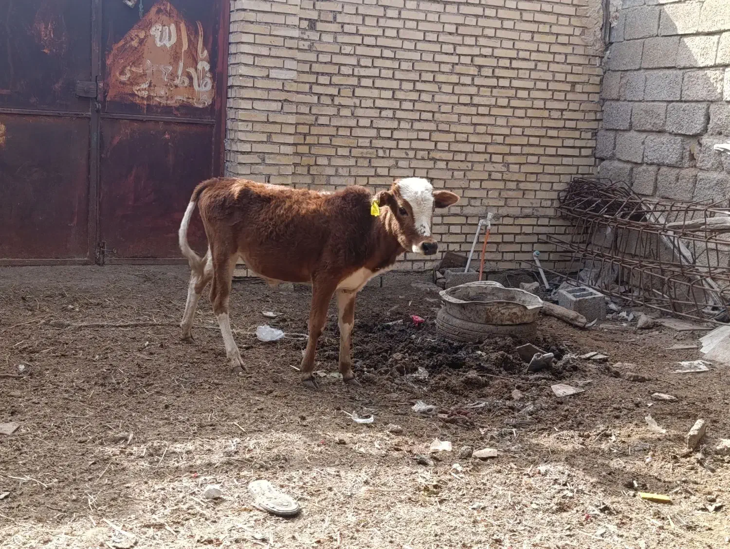 ۱عدد گوساله نر و۱عددگاو|حیوانات مزرعه|اهواز, شهرک اکباتان|دیوار