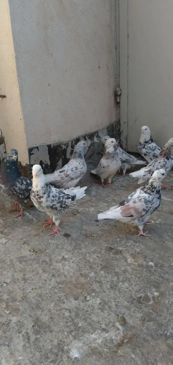 سرور 'هماسرور نروماده پرشی|پرنده|اصفهان, مصلی|دیوار