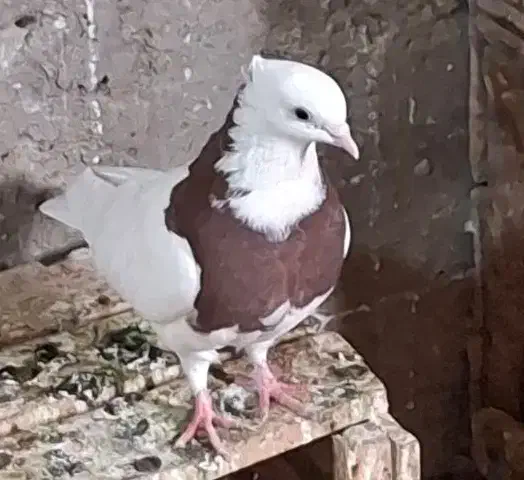 طوقی ماده|پرنده|بهبهان, |دیوار