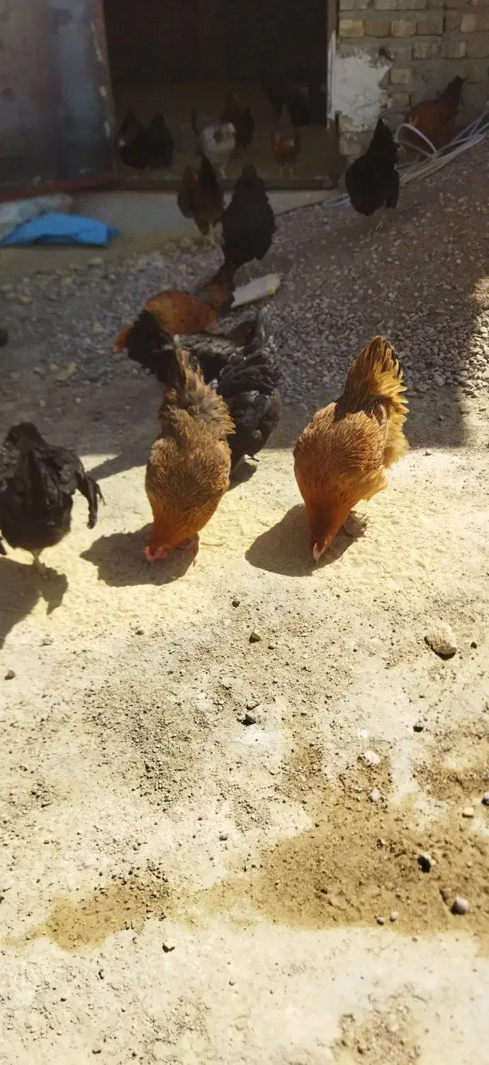 تخم مرغ محلی|خوردنی و آشامیدنی|سرخه, |دیوار