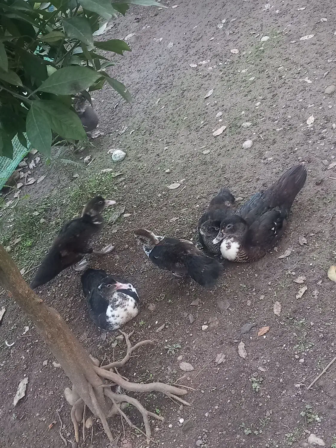 اردک اسرائیلی|پرنده|آستارا, |دیوار