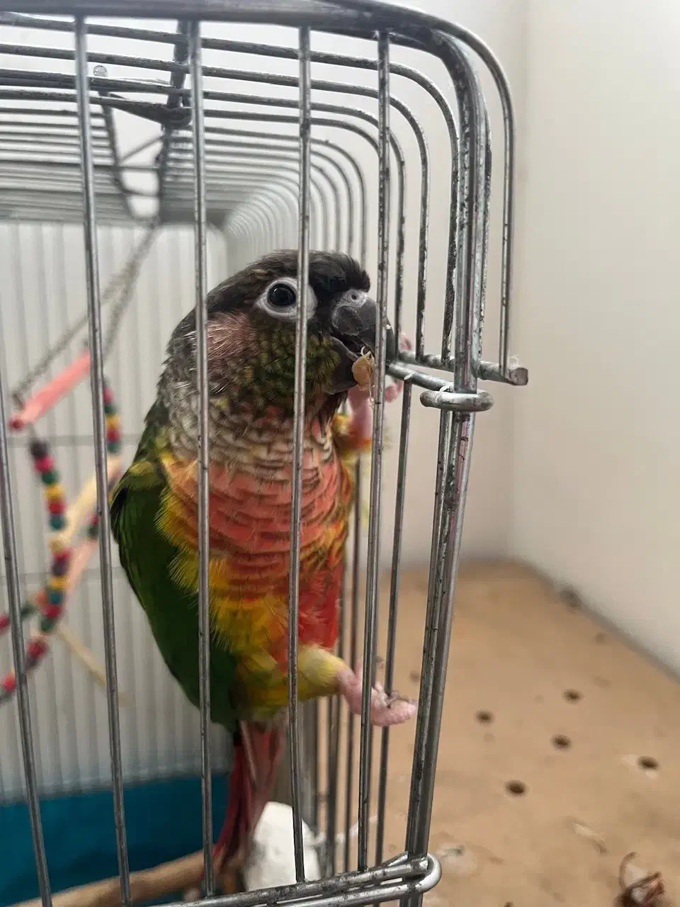 گرینچیک یلو رد مولد|پرنده|ساری, |دیوار