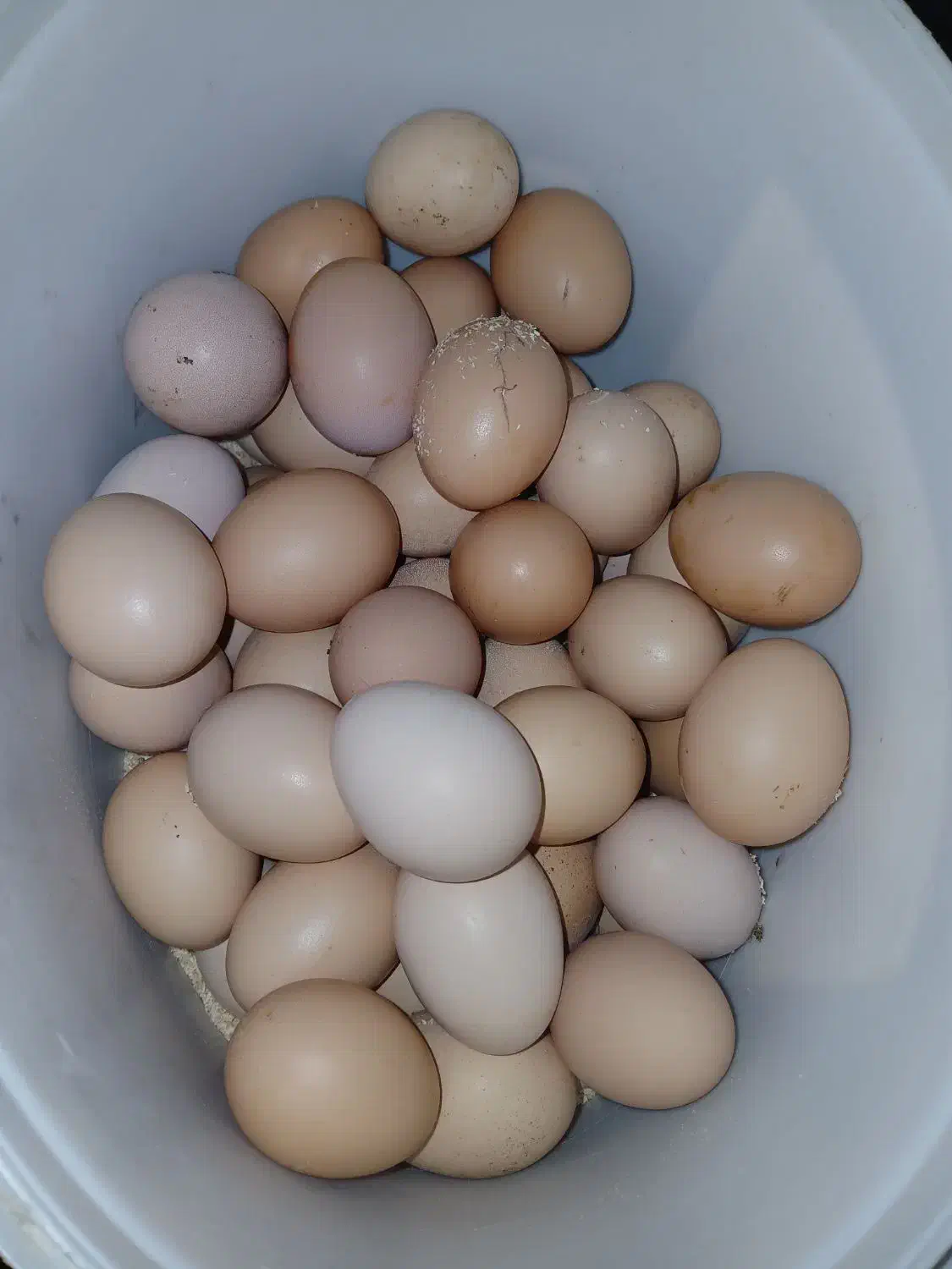 تخم‌ مرغ محلی|خوردنی و آشامیدنی|سنگر, |دیوار