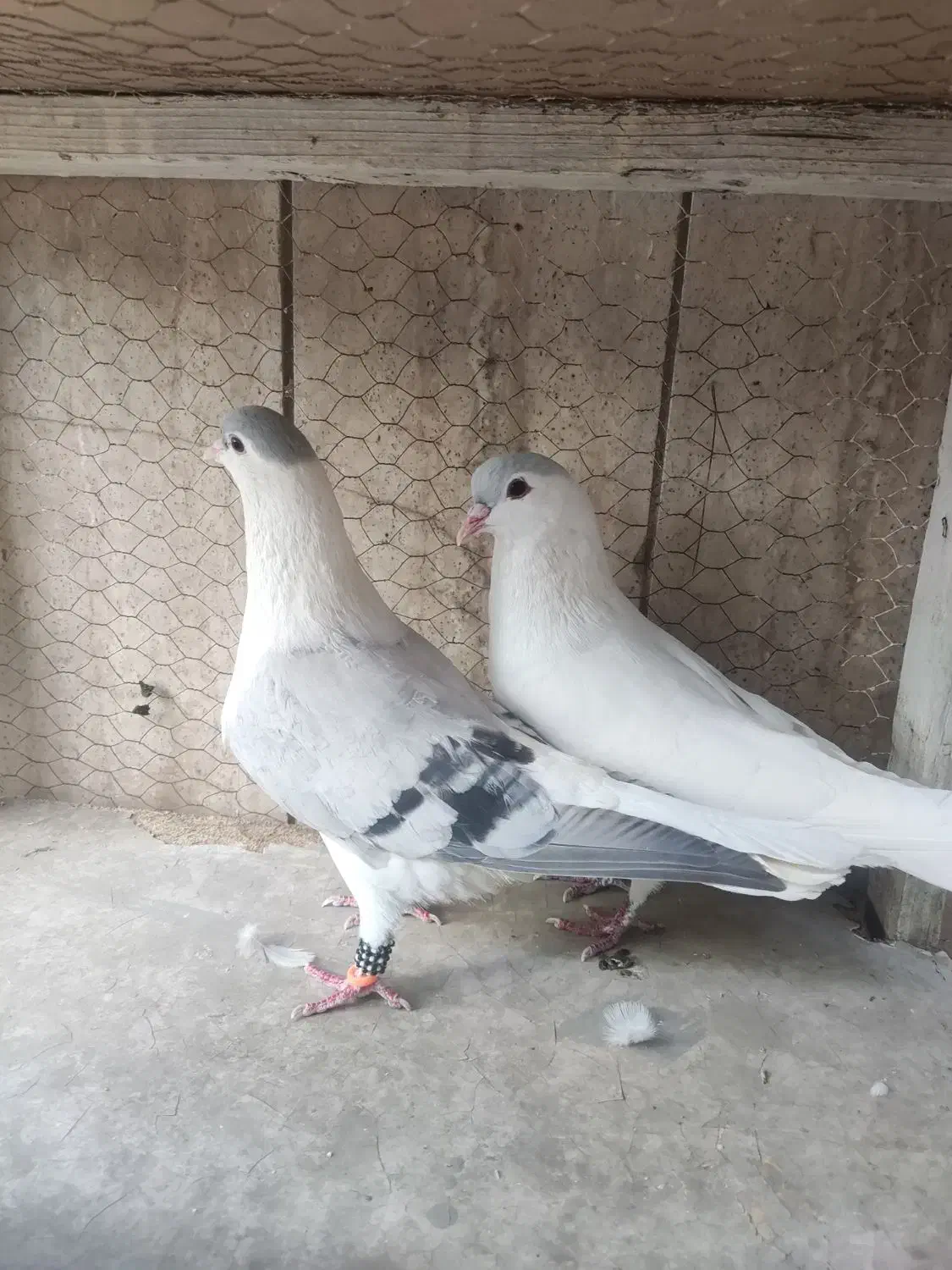 ساده افغانی|پرنده|مشهد, هفده شهریور|دیوار