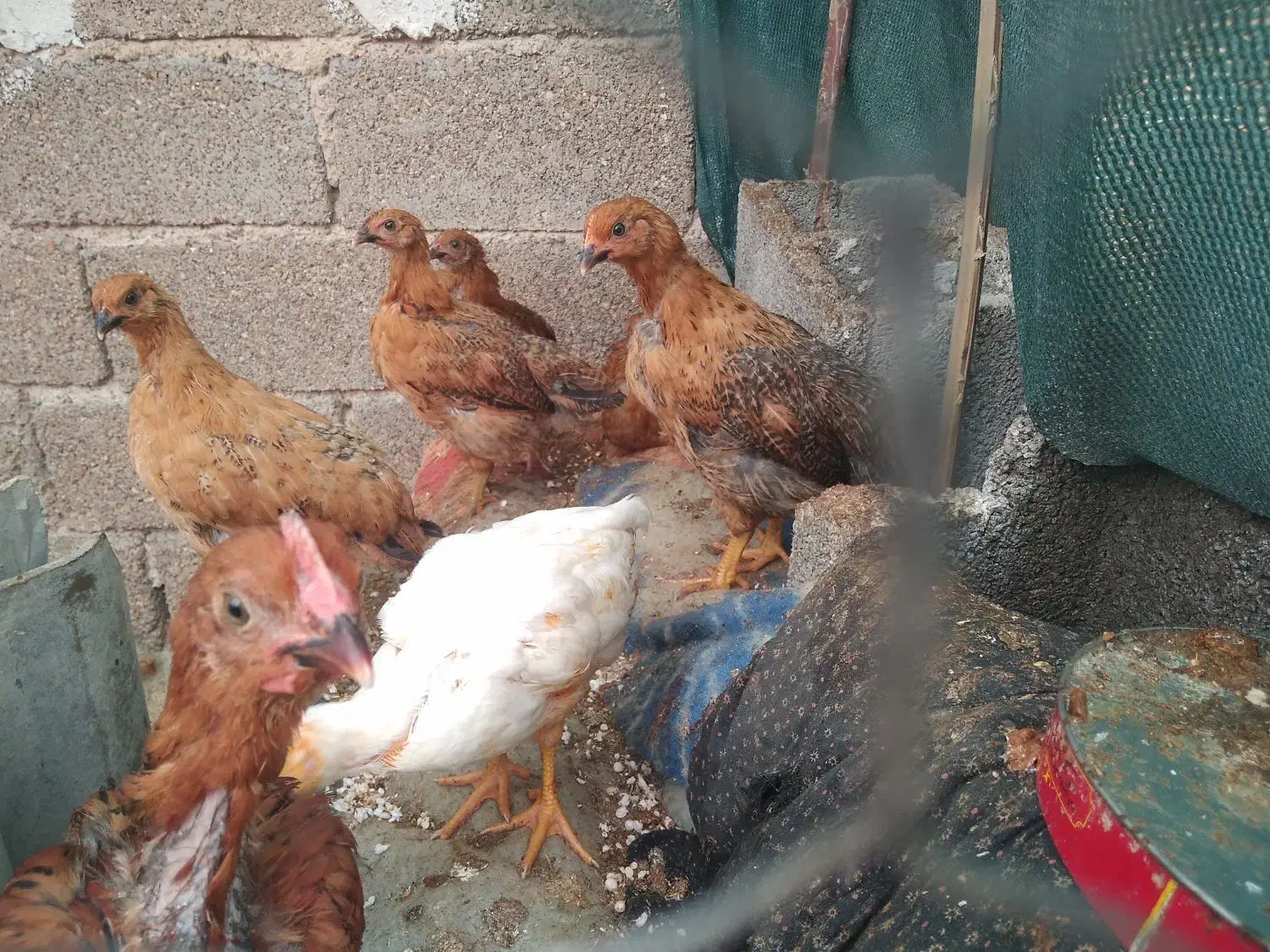 جوجه محلی|حیوانات مزرعه|هندیجان, |دیوار