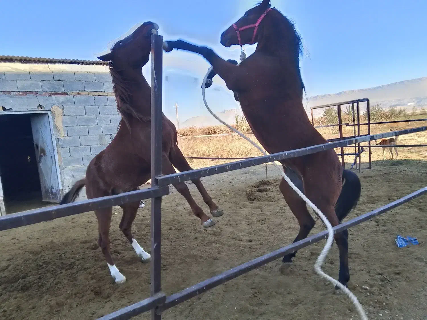 اسب نریان|اسب و تجهیزات اسب‌سواری|ماهیدشت, |دیوار