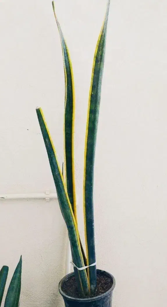 خرید ارزان ۱۳۰|حراج|سرپل ذهاب, |دیوار