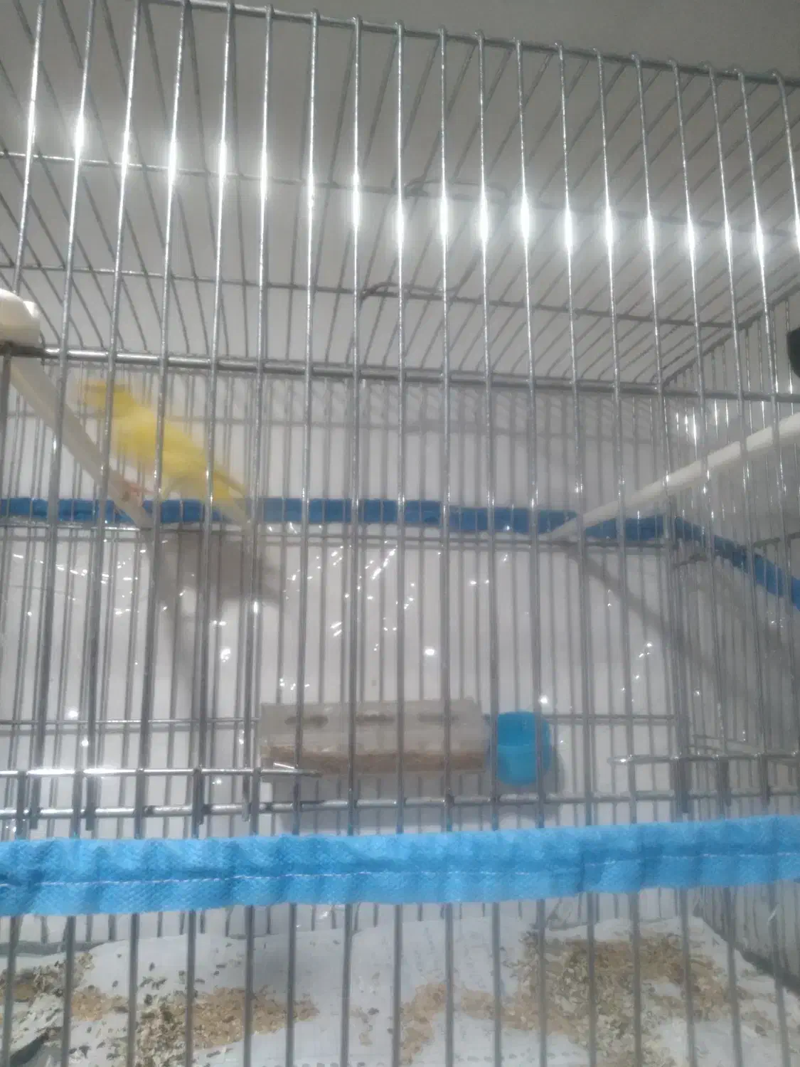 قناری|پرنده|سبزوار, قصبه شرقی|دیوار