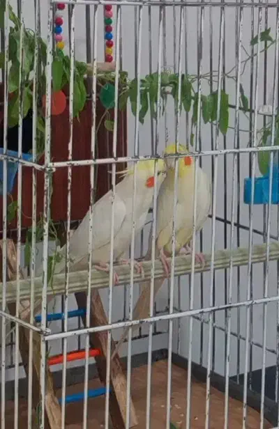 عروس هلندی|پرنده|تکاب, |دیوار