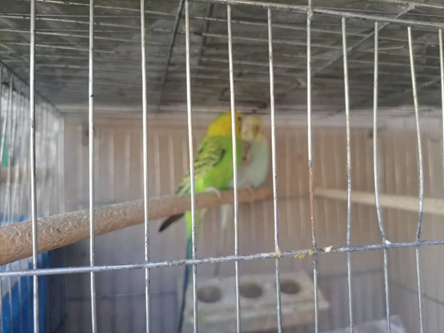 مرغ عشق|پرنده|مرودشت, پشت سایپا‎|دیوار