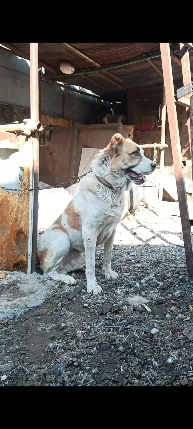 واگذاری نر آلابای|سگ|اردبیل, |دیوار