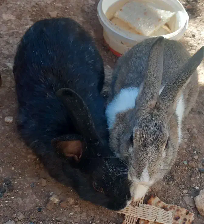 خرگوش و مرغ عشق با قفس|پرنده|شباب, |دیوار