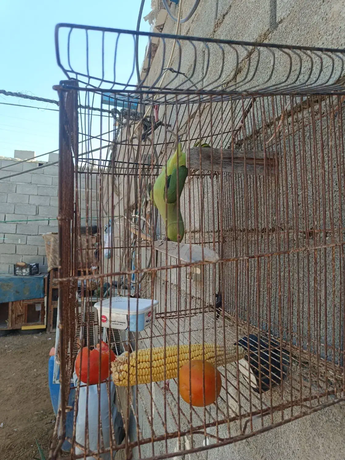 طوطی ماده|پرنده|چابهار, |دیوار