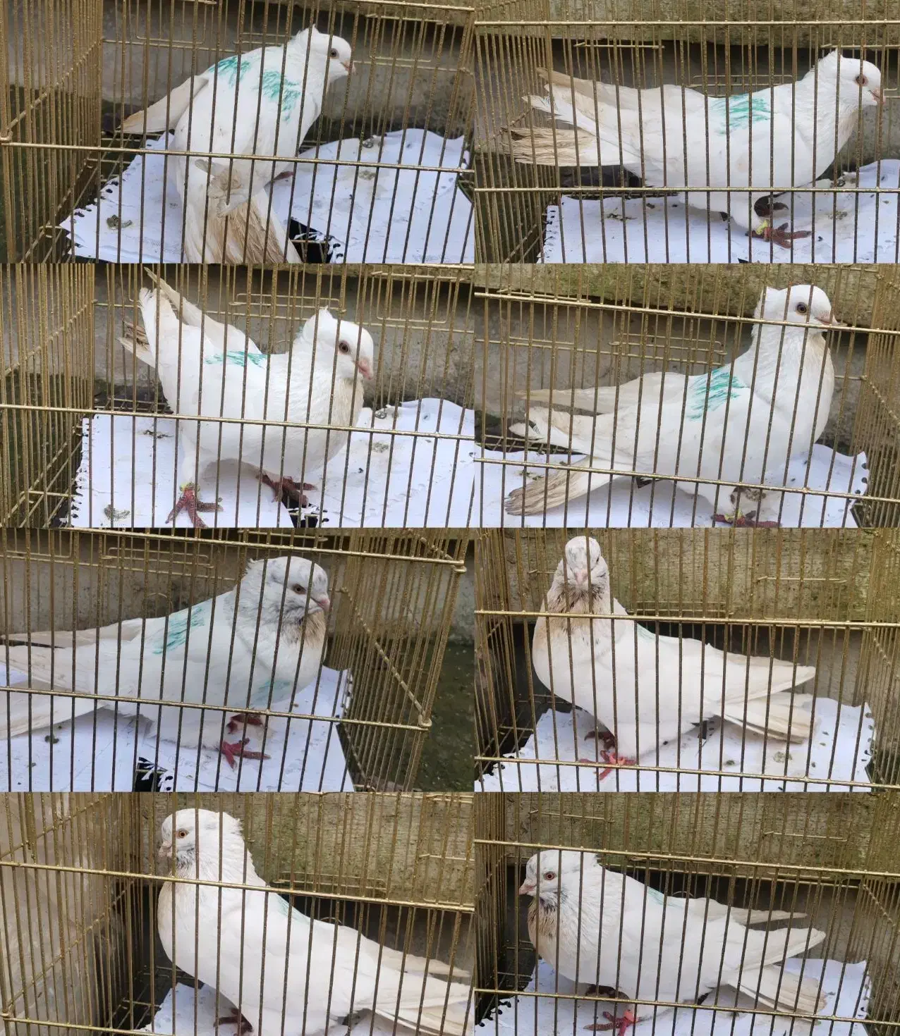 کبوتر تهرانی بلژیکی اکواریوم بخاری...|پرنده|رشت, منظریه|دیوار