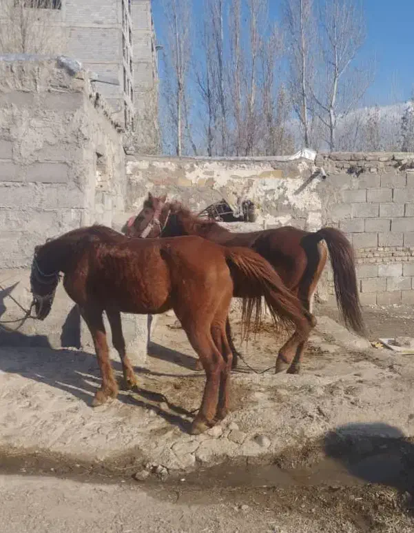 اسب|اسب و تجهیزات اسب‌سواری|اردبیل, |دیوار