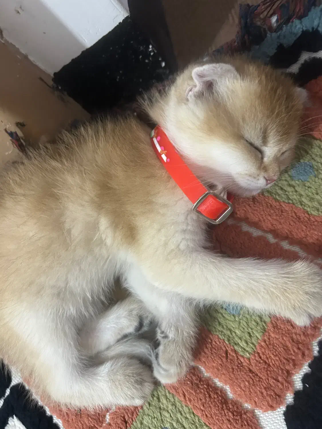 گربه اسکاتیش|گربه|کرمانشاه, |دیوار