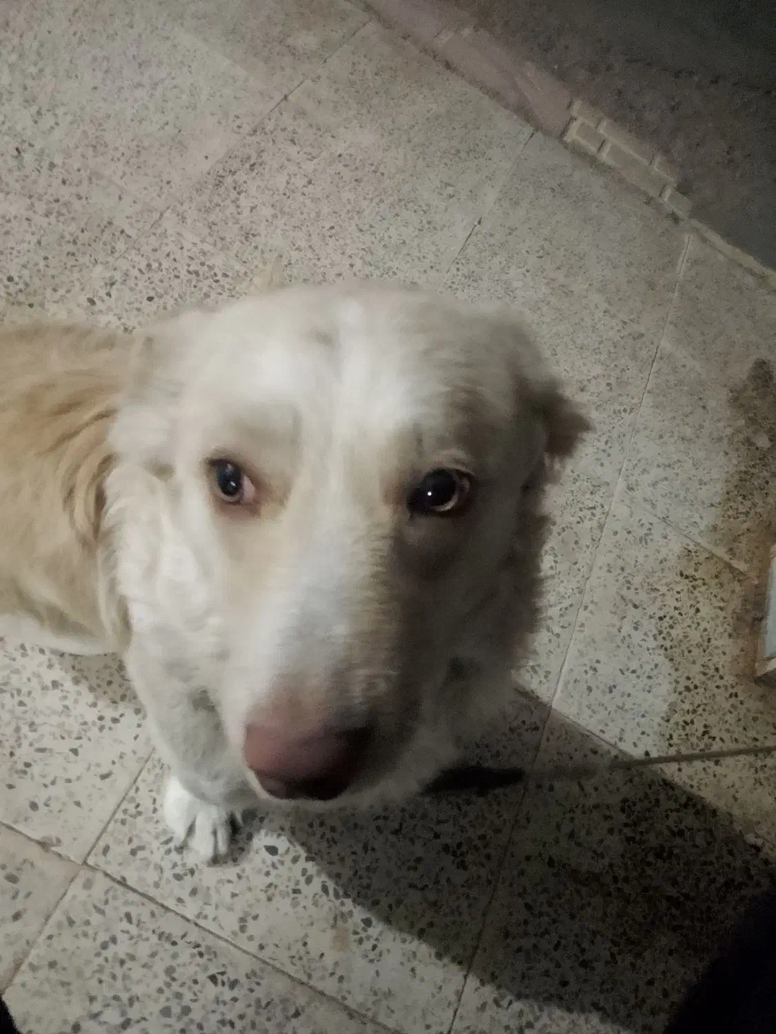 سگ خانگی|سگ|حلب, |دیوار