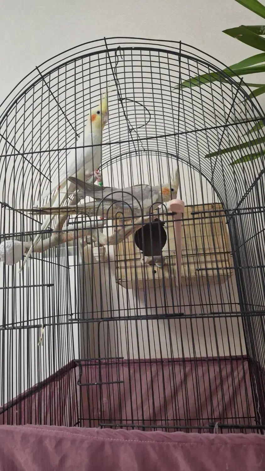 جفت عروس هلندی|پرنده|قدس, شهرقدس|دیوار