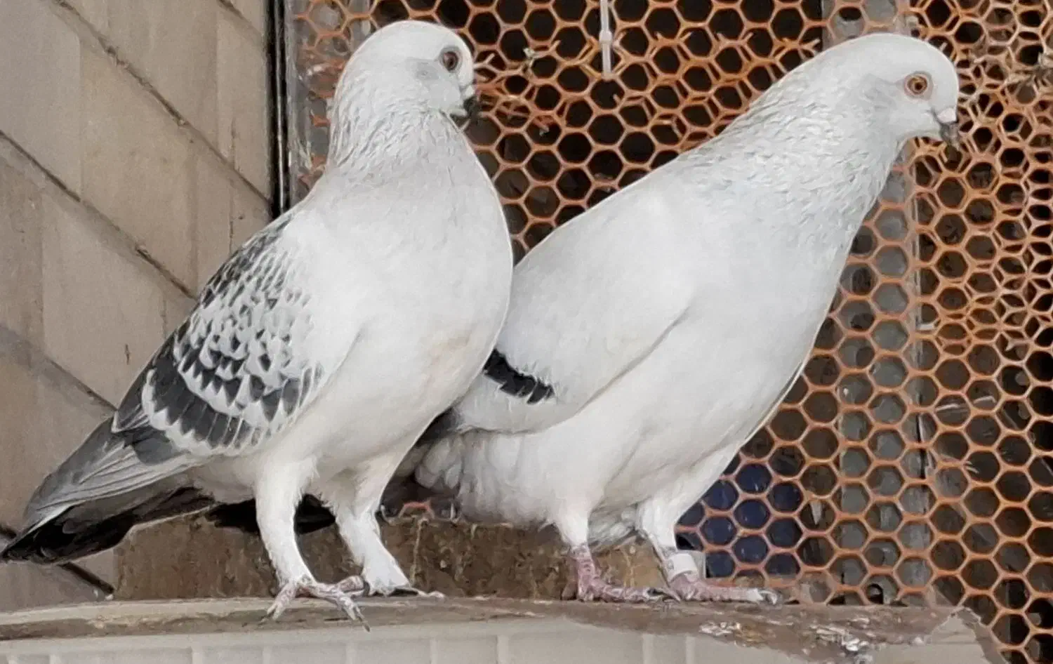 شامی .|پرنده|زرین دشت (فارس), |دیوار