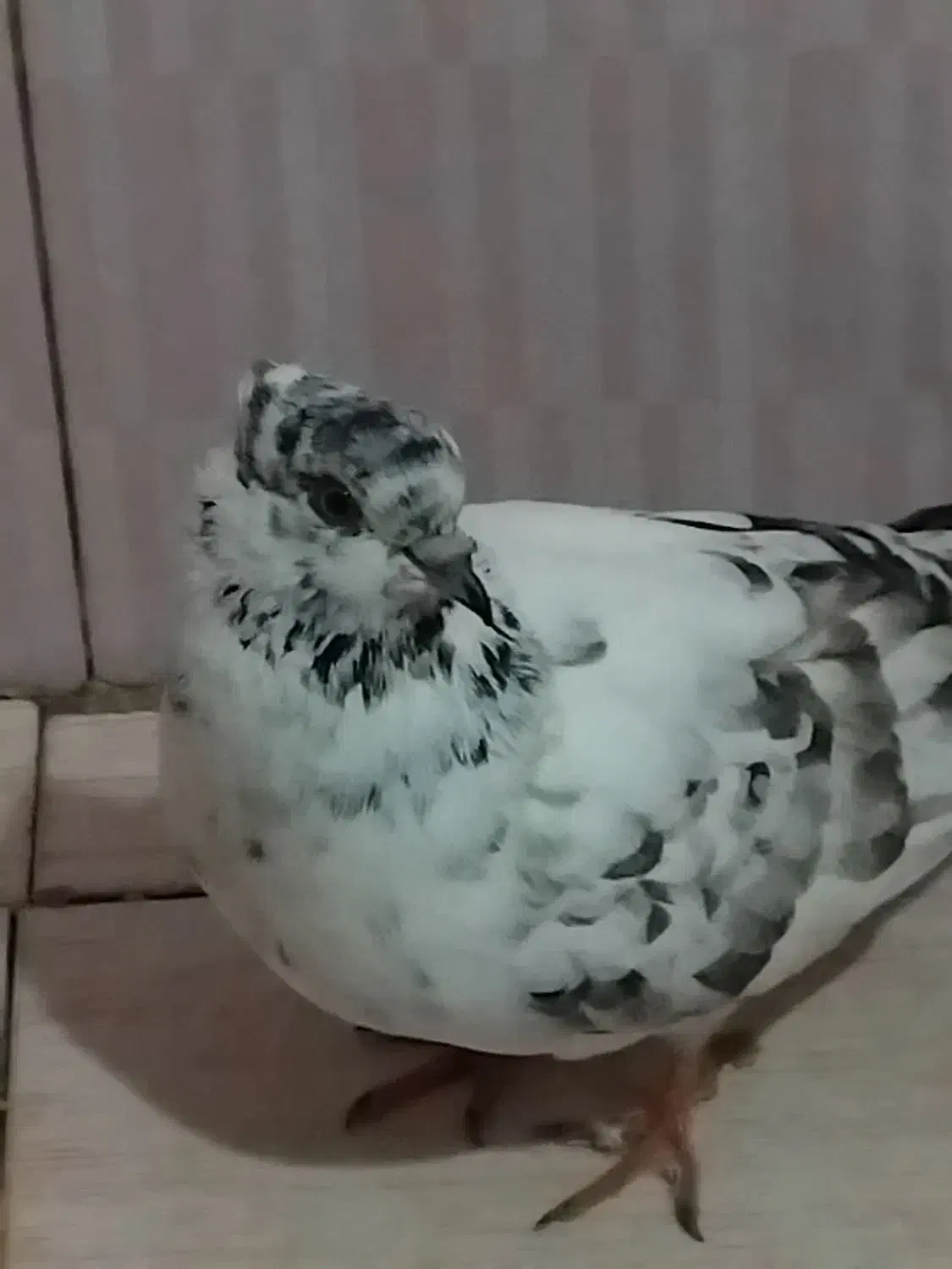 سه تا کبوتر گرویی سال|پرنده|رشت, کوی حسینی|دیوار