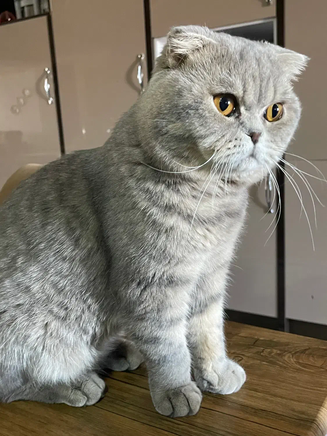 گربه اسکاتیش فولد خالص|گربه|بوکان, |دیوار