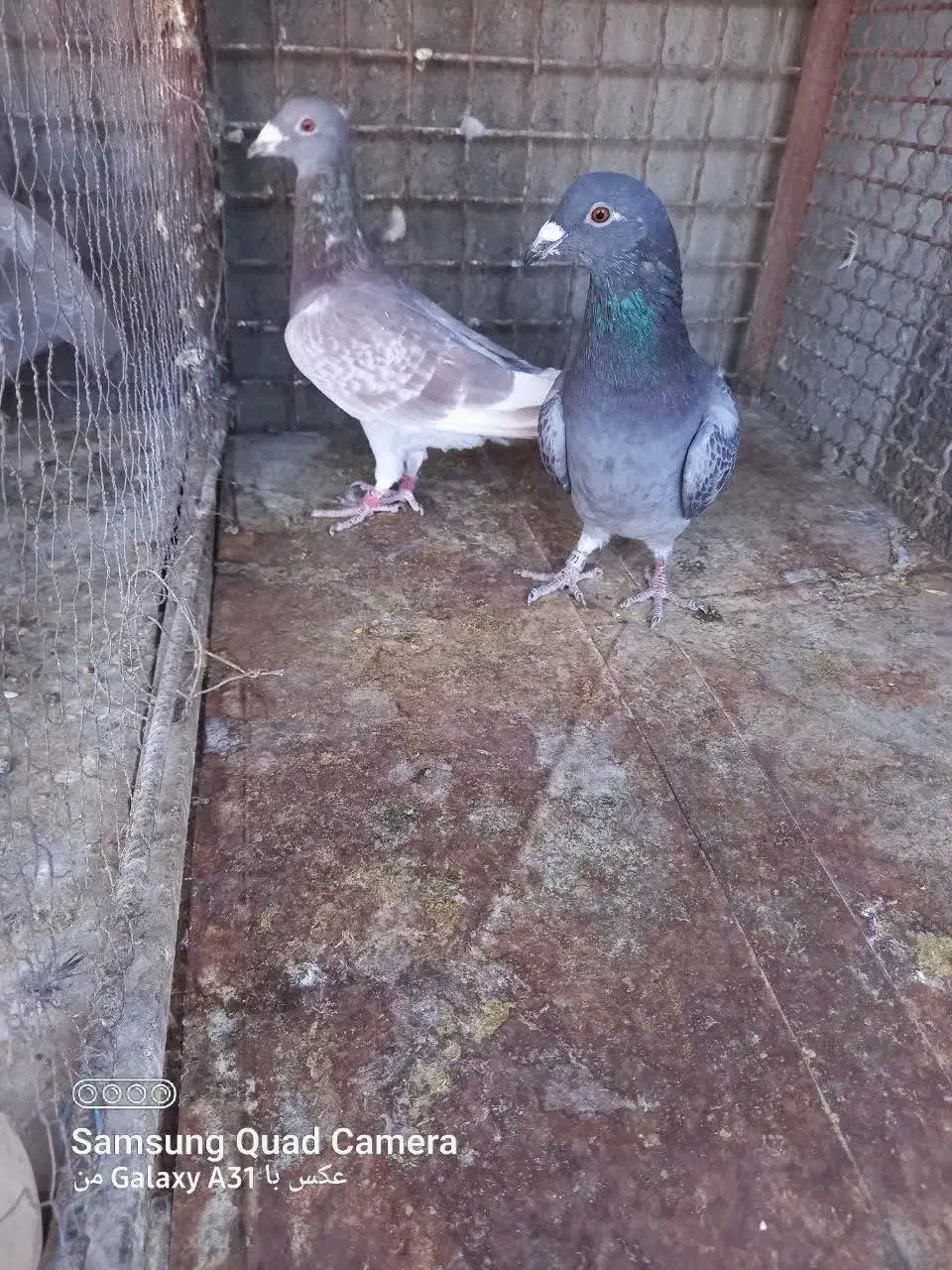 کبوتر شکار|پرنده|فردوس (خراسان), |دیوار