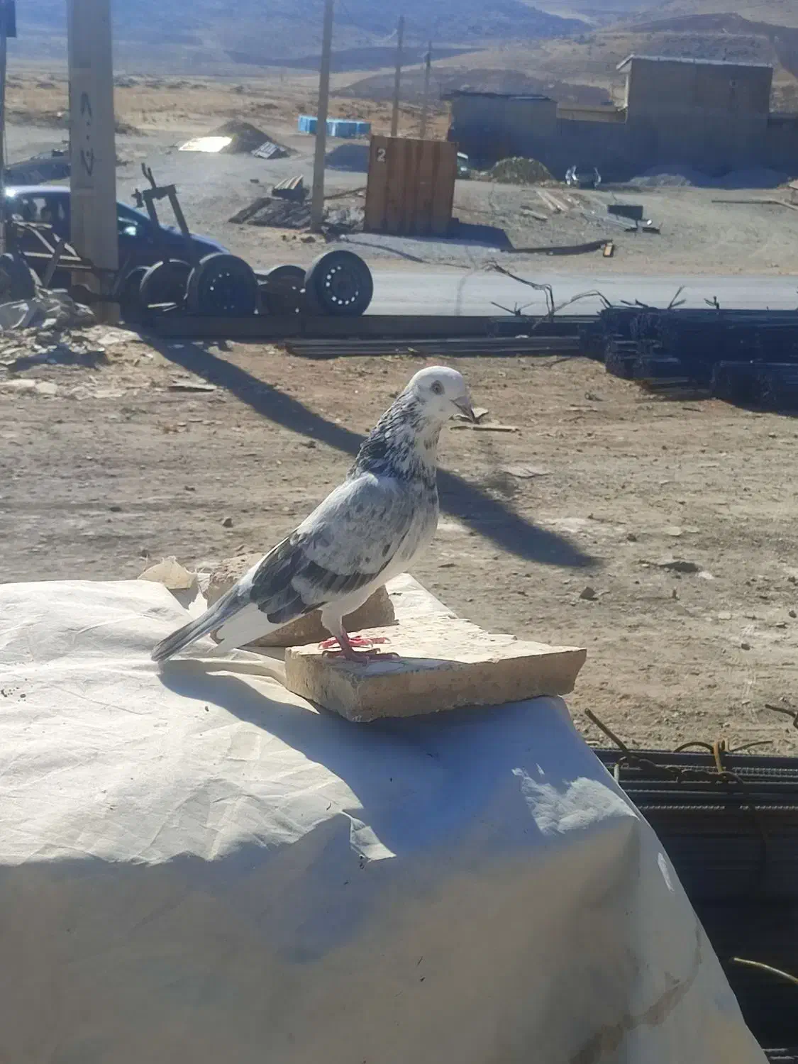 کفتر شازده|پرنده|نورآباد, |دیوار