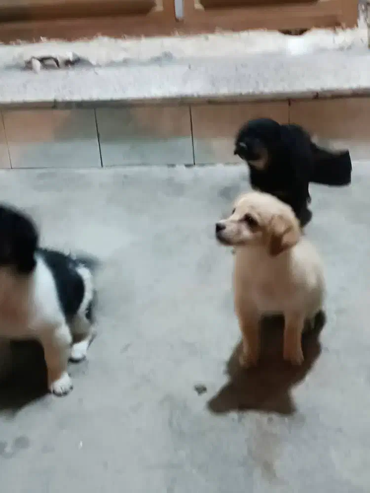 سگ گلدن اشپیتز|سگ|بهبهان, |دیوار