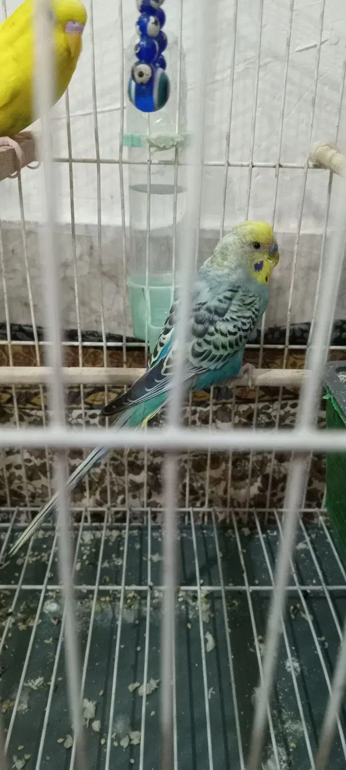 مرغ عشق|پرنده|قدس, شهرقدس|دیوار