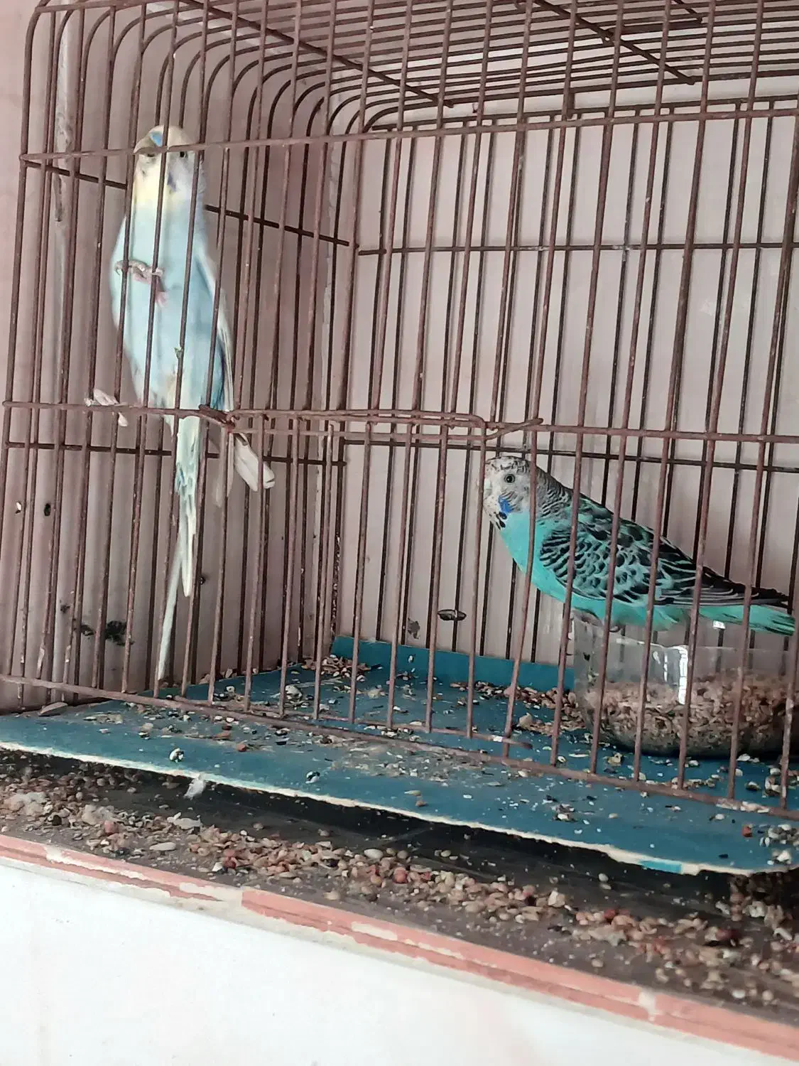 مرغ عشق|پرنده|لاهیجان, گلستان|دیوار