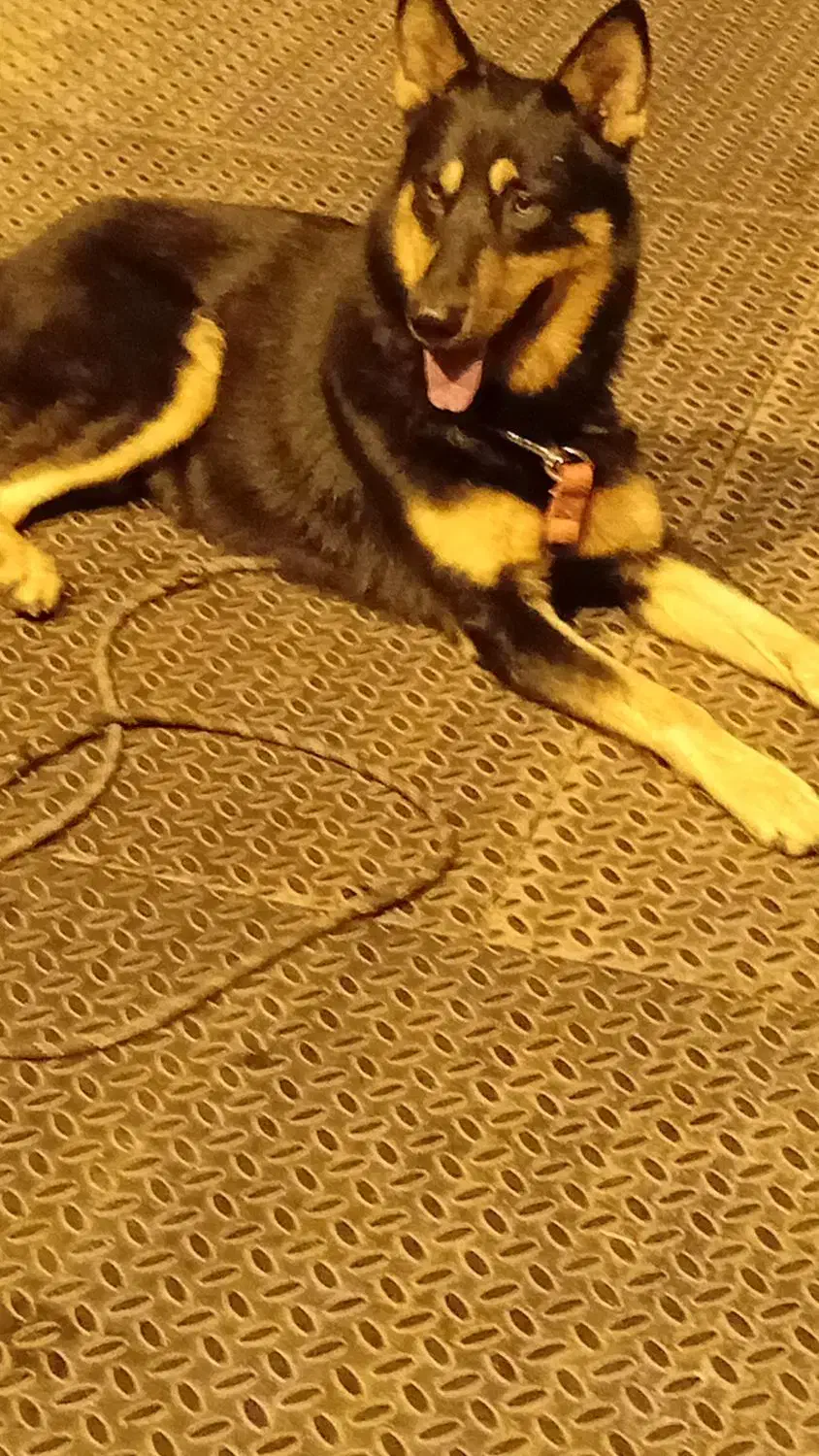 گم شده|حیوانات|رشت, گیل|دیوار