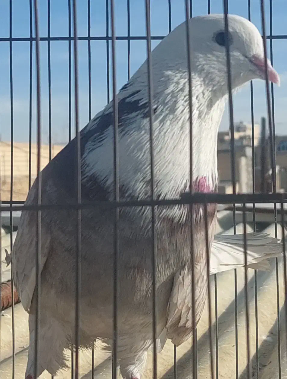 نر شکار|پرنده|اصفهان, پوریای ولی|دیوار