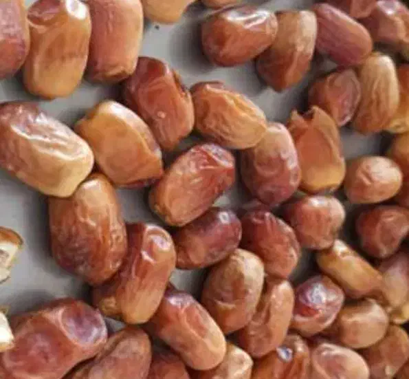 قصب|خوردنی و آشامیدنی|بوشهر, |دیوار