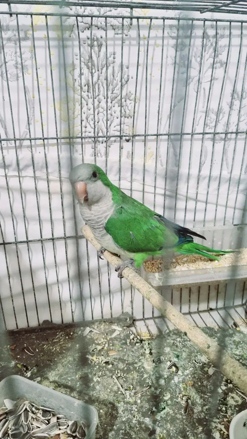 راهب ماده بالغ|پرنده|مشهد, مهدی آباد|دیوار