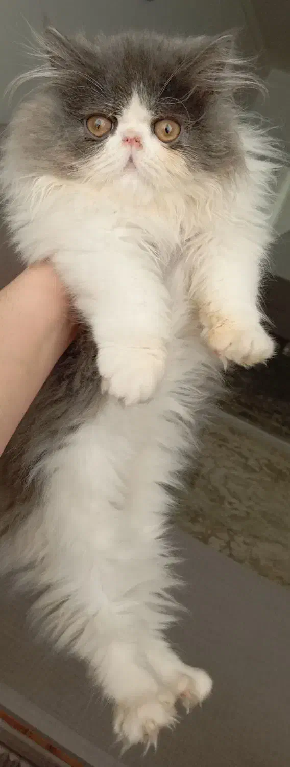 پرشین زیبا|گربه|آمل, |دیوار