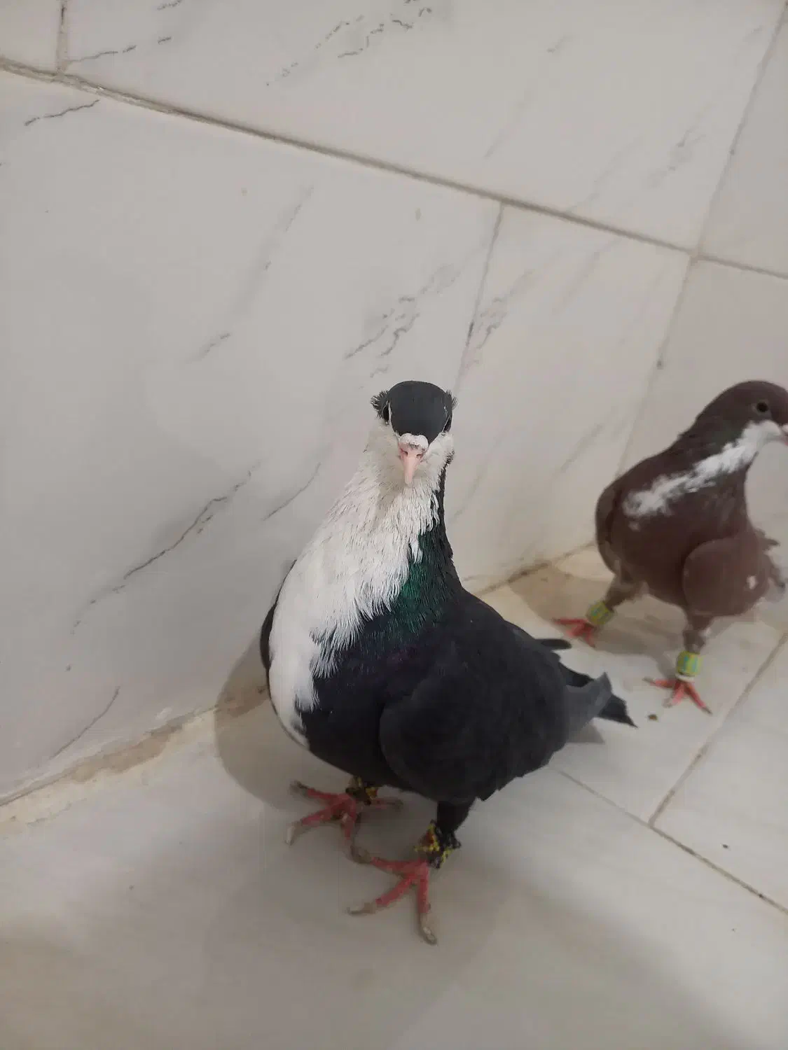 کبوتر|حیوانات|یزد, |دیوار