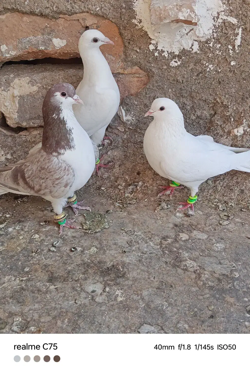 سه تاحیون پرشی|پرنده|نیشابور, ریوند|دیوار