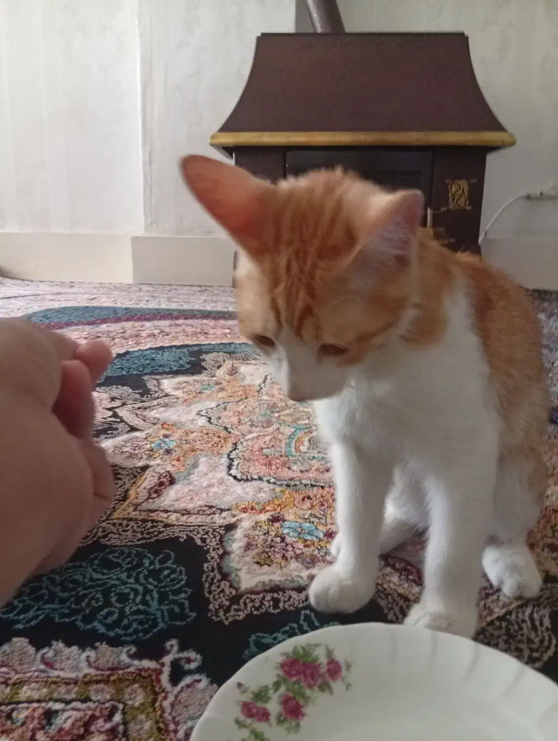 واگذاری رایگان گربه|گربه|قدس, شهرقدس|دیوار