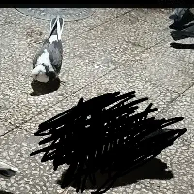 کفتر|حیوانات|آران و بیدگل, |دیوار