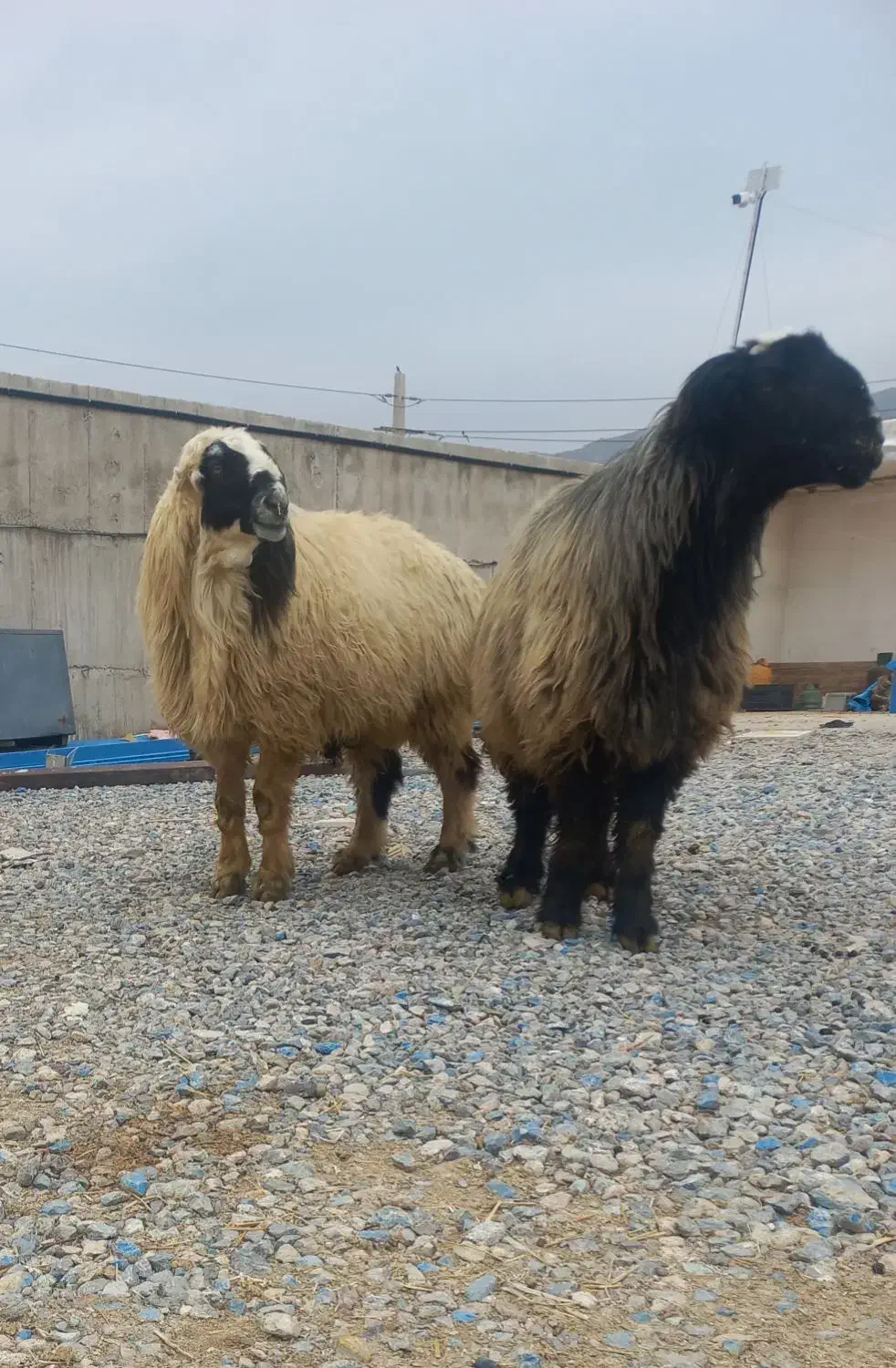 قوچ ترکی|حیوانات مزرعه|سیدان, |دیوار