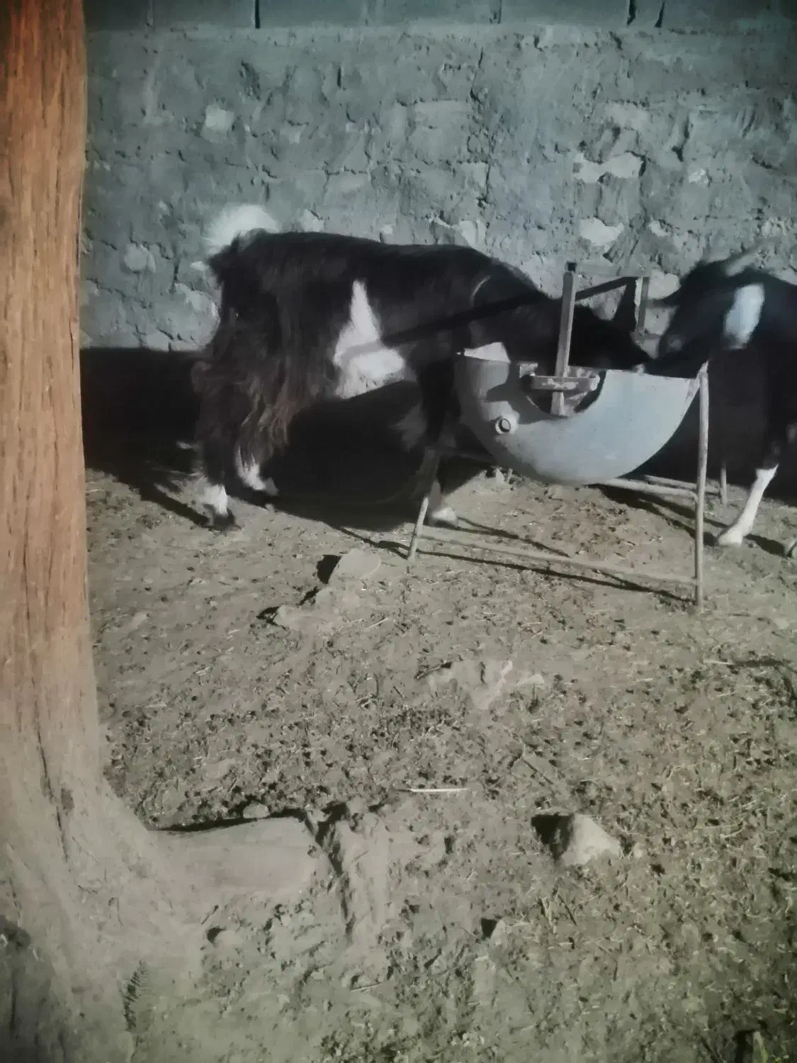 فروش کهره محلی|حیوانات مزرعه|لامرد, |دیوار