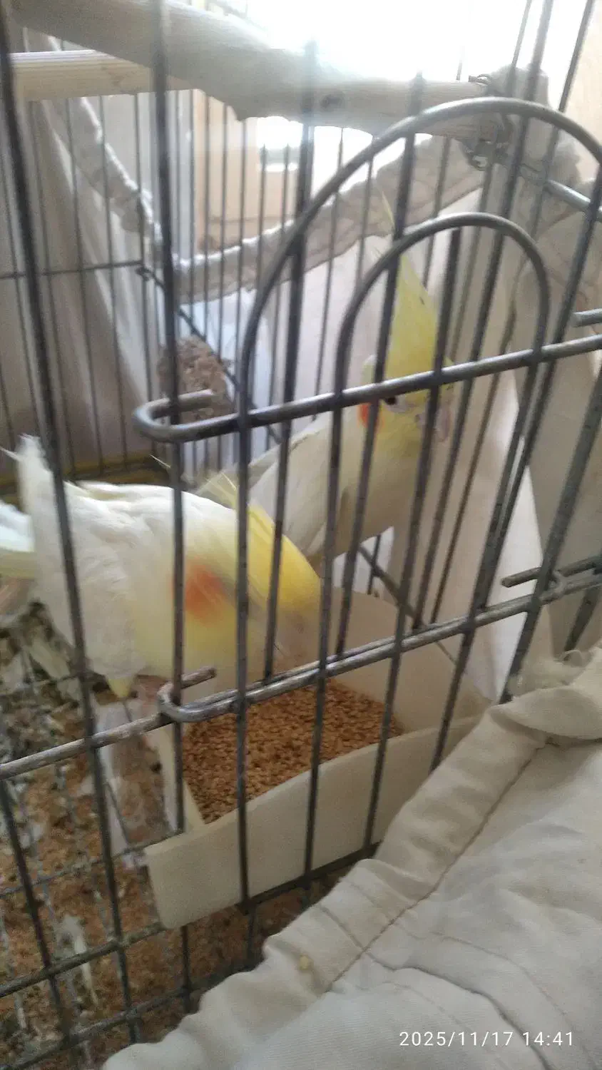 عروس هلندی جفت شده مطمعن|پرنده|ملایر, |دیوار