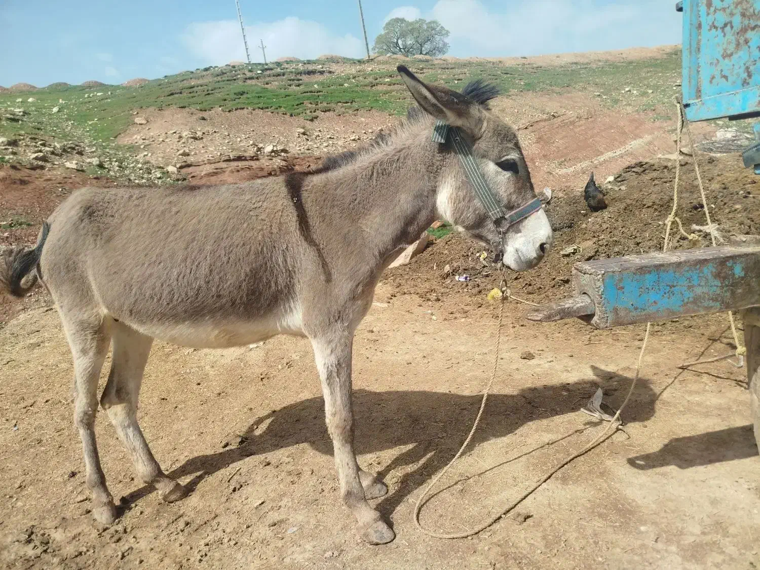 الاغ|حیوانات مزرعه|کوهدشت, |دیوار