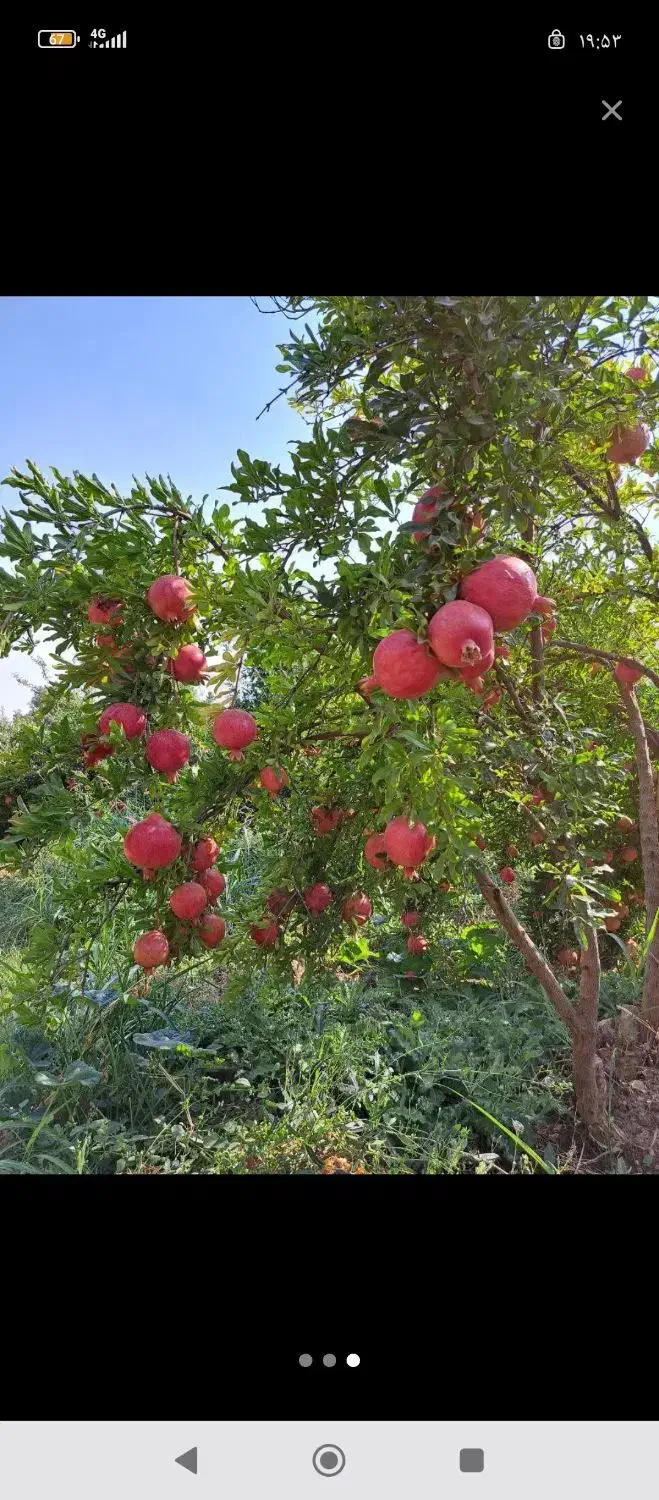 انار|خوردنی و آشامیدنی|قم, دورشهر|دیوار