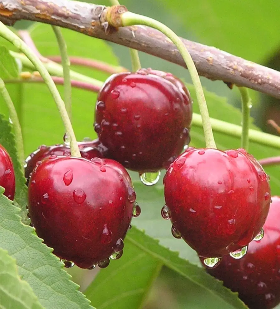 گیلاس|خدمات باغبانی و درختکاری|بجنورد, |دیوار