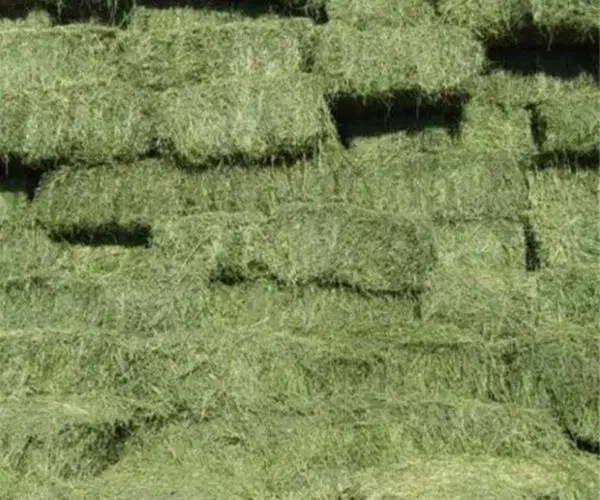 کاه یونجه|عمدهفروشی|شیروان (خراسان), |دیوار