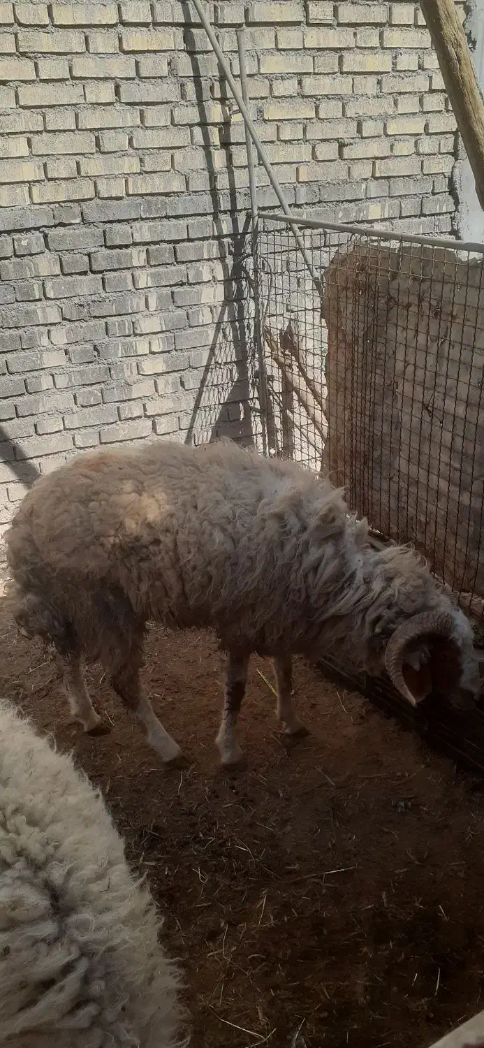 گوسفندنر|حیوانات مزرعه|سوسنگرد, |دیوار