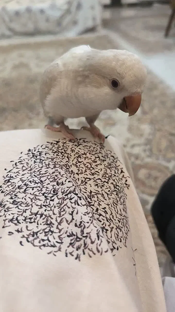 راهب|پرنده|مشکین‌دشت, |دیوار